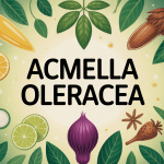 Illustration acmella oleracea cosmétique cuisine