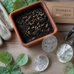 Planter monnaie du pape : siliques nacrées de lunaire et graines en terreau