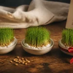 Quand planter le blé de Noël (Sainte-Barbe) : grains sur coton, pousse