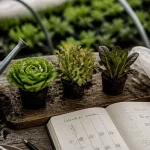 Quand planter des salades : calendrier pour éviter la montée en graines au potager