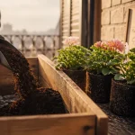 Quand planter geranium : planter des géraniums au bon moment