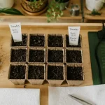 Quand semer graines de tomates : semis en godets