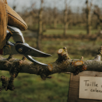 Quand tailler les arbres fruitiers à noyaux : sécateur sur branche de cerisier avant le débourrement