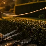Quand tailler les buis : bordure taillée, buis en gros plan