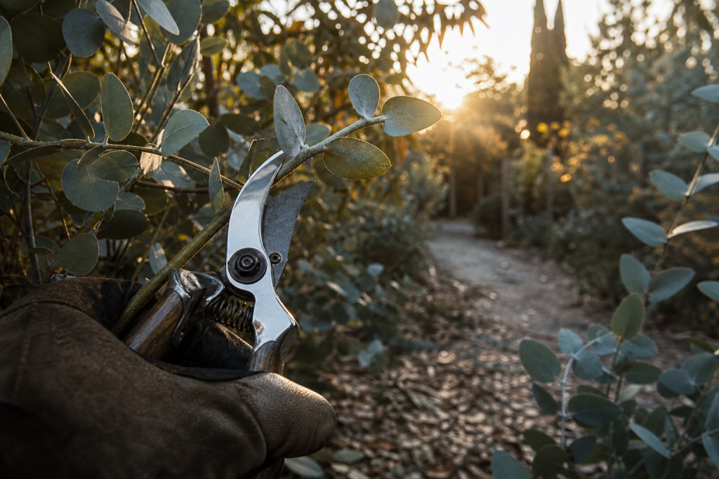 Quand tailler un eucalyptus : main gantée coupe nette au sécateur