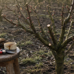 Quand tailler un pêcher : branches en taille, bourgeons en bouton rose