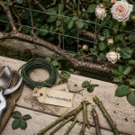 Quand et comment tailler les rosiers grimpants sur treille : charpentières et sécateur