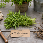 Quand tailler la verveine : sécateur sur tiges au printemps