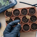 Réussir ses semis au potager : graines et terreau léger à 20°C