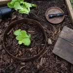Anneau anti-limaces pour protéger son potager des limaces autour d’un plant de salade
