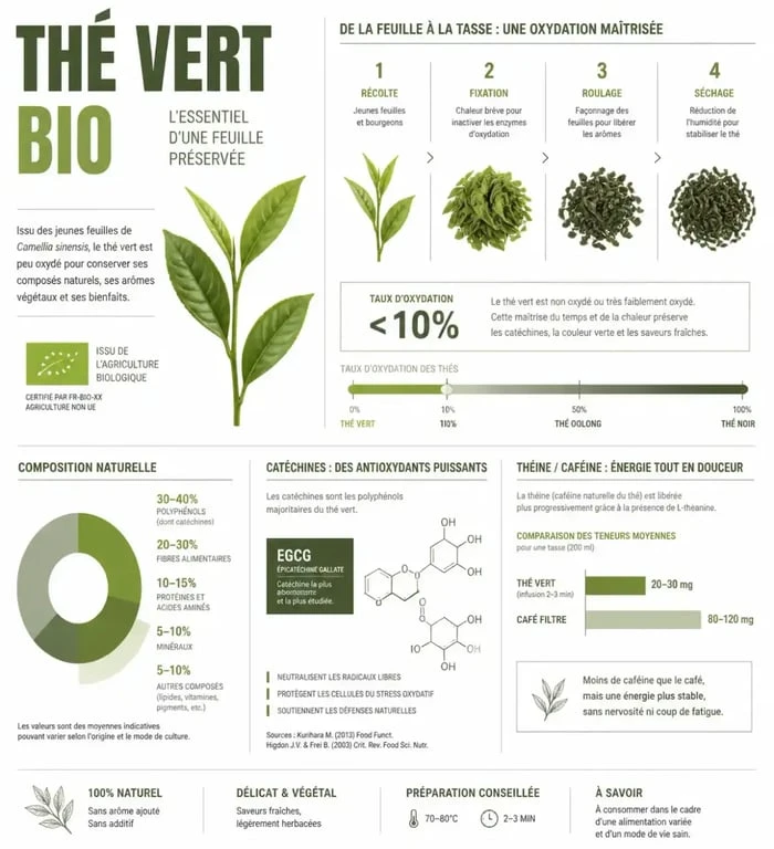 Infographie sur les bienfaits et la fabrication du thé vert bio