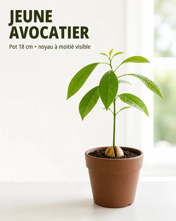 Jeune noyau d avocat rempoté en avocatier dans un pot de terreau