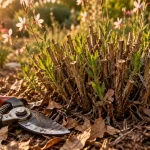 Gaura taille : sécateur et touffe taillée en fin d’hiver