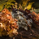 Les plus belles heuchères à l’ombre : Caramel, Obsidian et Peppermint au jardin